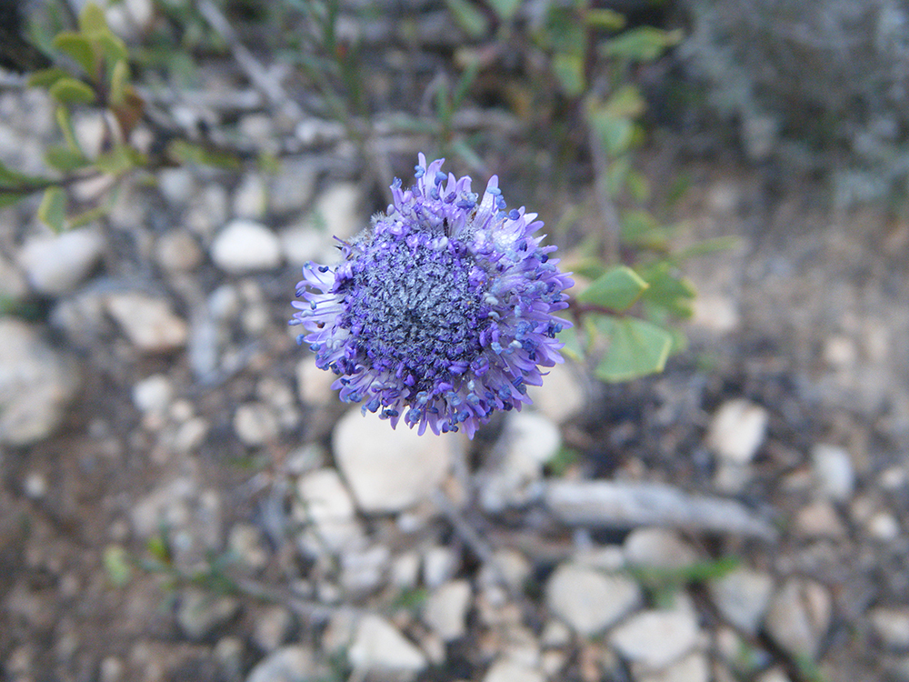 Globularia alypum(coronita frare)